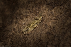 Metrioglypha phyllodes