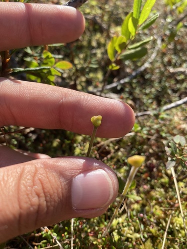 Pinguicula villosa