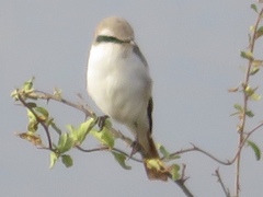 Lanius phoenicuroides
