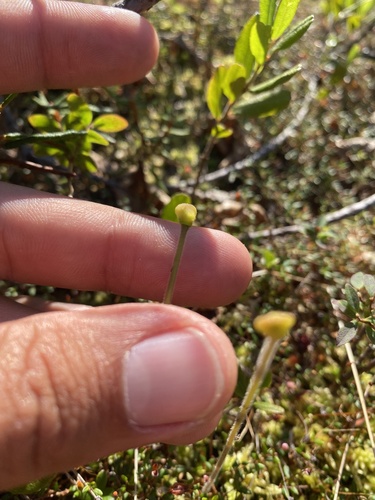 Pinguicula villosa
