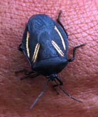 Brachystethus vexillum