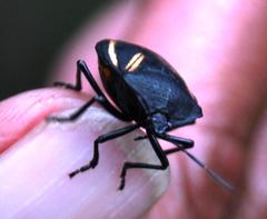 Brachystethus vexillum