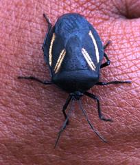 Brachystethus vexillum