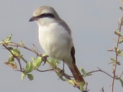Lanius phoenicuroides
