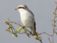 Lanius phoenicuroides
