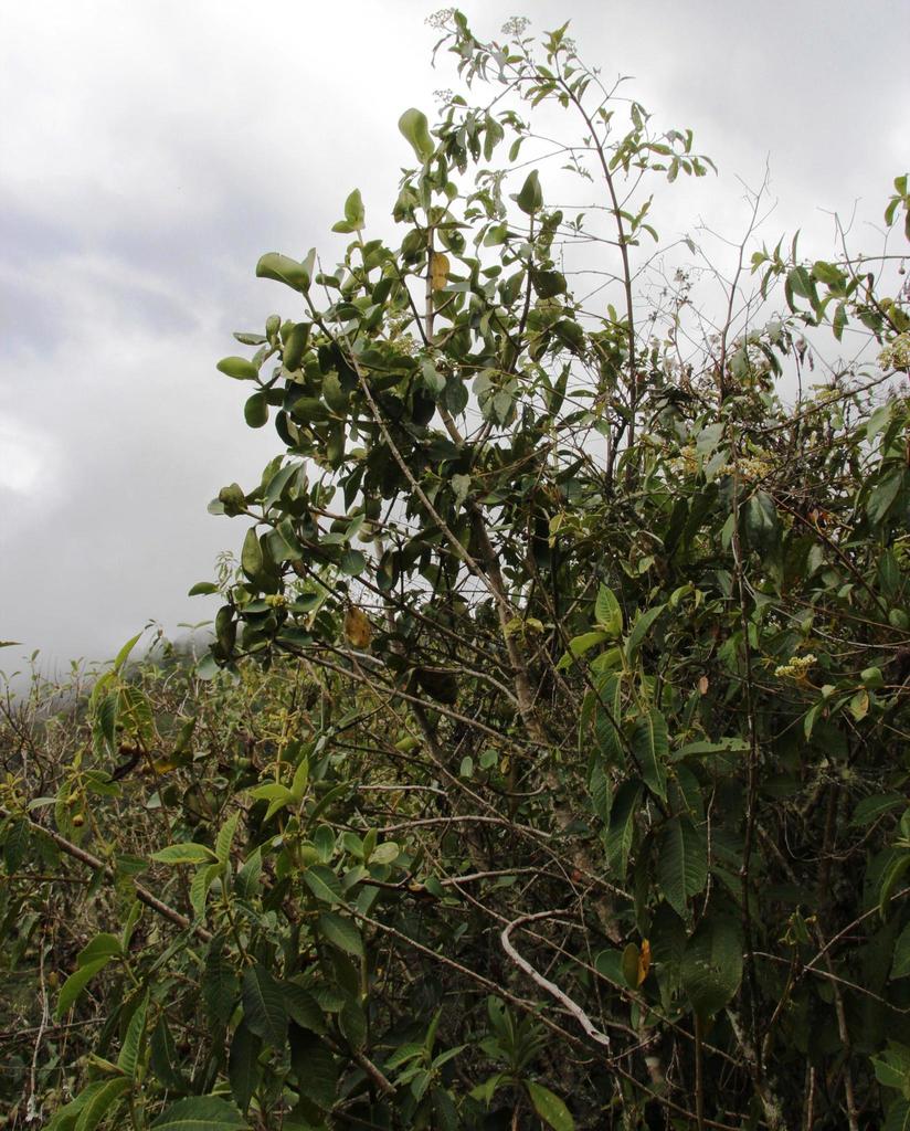 Clusia trochiformis