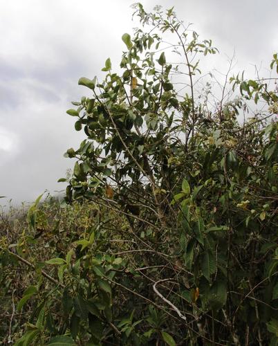 Clusia trochiformis, photograph 5
