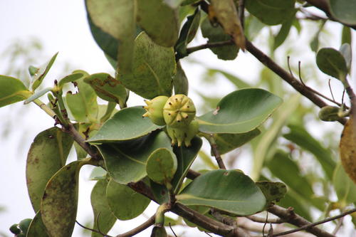 Clusia trochiformis, photograph 6
