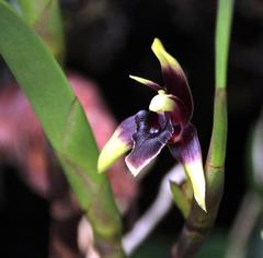 Maxillaria alpestris