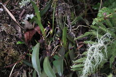 Maxillaria alpestris