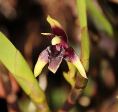 Maxillaria alpestris