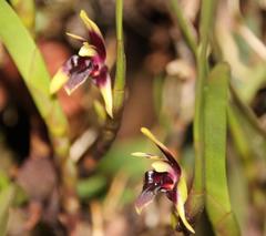Maxillaria alpestris