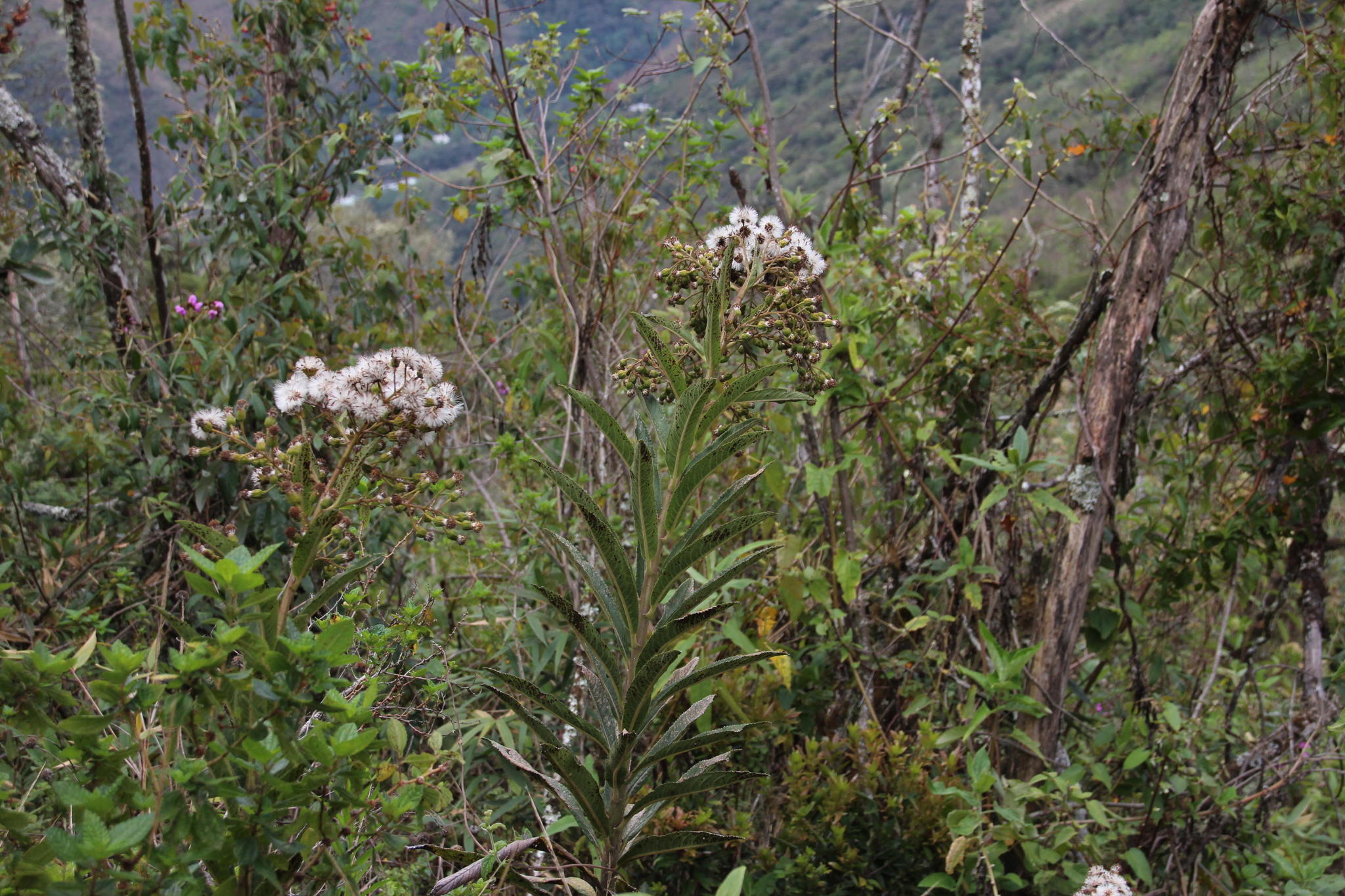 Dendrophorbium argutidentatum