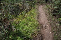 Diphasiastrum thyoides