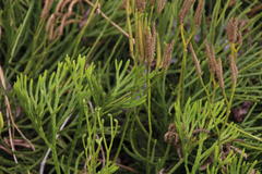 Diphasiastrum thyoides