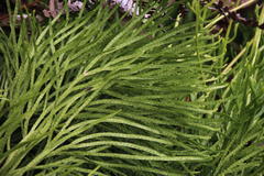 Diphasiastrum thyoides