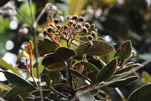Hesperomeles ferruginea (Juss. ex Pers.) Benth.