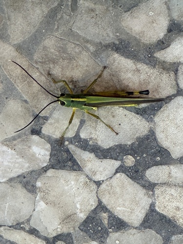 Yellow-spined Bamboo Locust