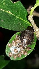 Antiteuchus tripterus