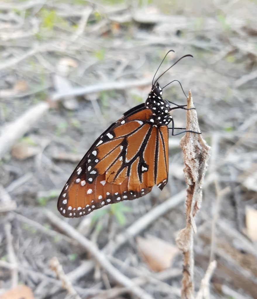 Queen from Erwin Park DORBA Mountain Bike Trail on August 15, 2023 at