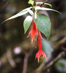Fuchsia tunariensis