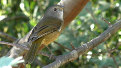 Pachycephala olivacea