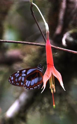 Megoleria orestilla