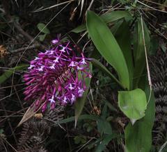 Epidendrum syringothyrsus