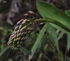 Epidendrum syringothyrsus