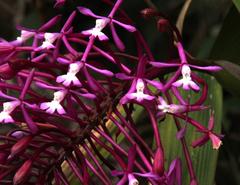 Epidendrum syringothyrsus