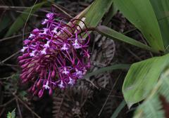 Epidendrum syringothyrsus