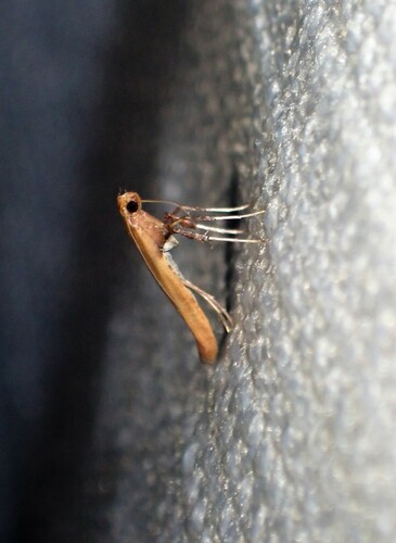 Moth