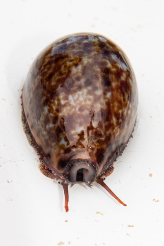 Annette's cowrie