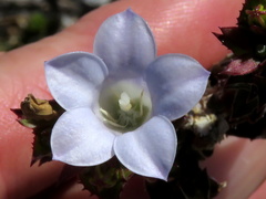 Roella amplexicaulis