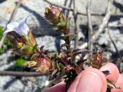 Roella amplexicaulis