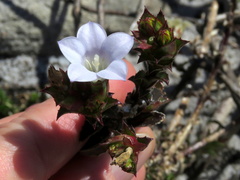 Roella amplexicaulis