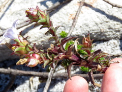 Roella amplexicaulis