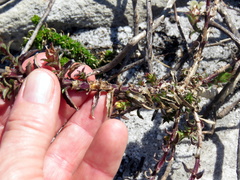 Roella amplexicaulis
