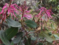 Oreocallis grandiflora
