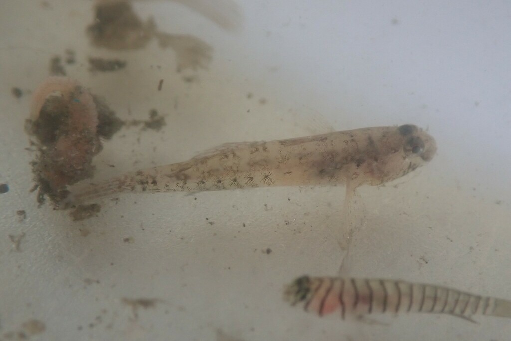 Code Goby from St. Petersburg, FL, USA on July 24, 2023 at 05:26 PM by ...