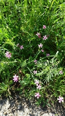 Silene aegyptiaca