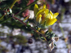 Aspalathus tridentata tridentata