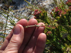 Aspalathus tridentata tridentata