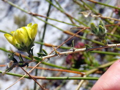 Aspalathus tridentata tridentata
