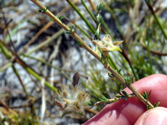 Aspalathus tridentata tridentata