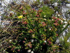 Aspalathus tridentata tridentata