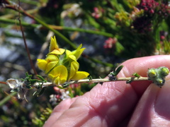 Aspalathus tridentata tridentata