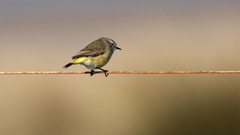 Acanthiza chrysorrhoa