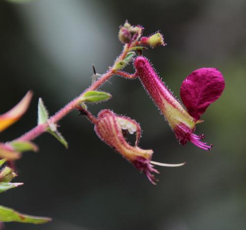 Cuphea cordata