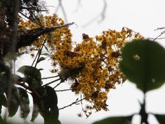 Dendrophorbium